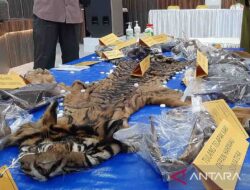 PN Idi-Aceh vonis dua terdakwa penjual kulit harimau 16 bulan penjara